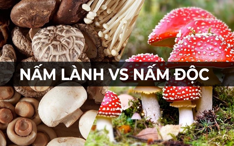 cách phân biệt nấm lành và nấm độc